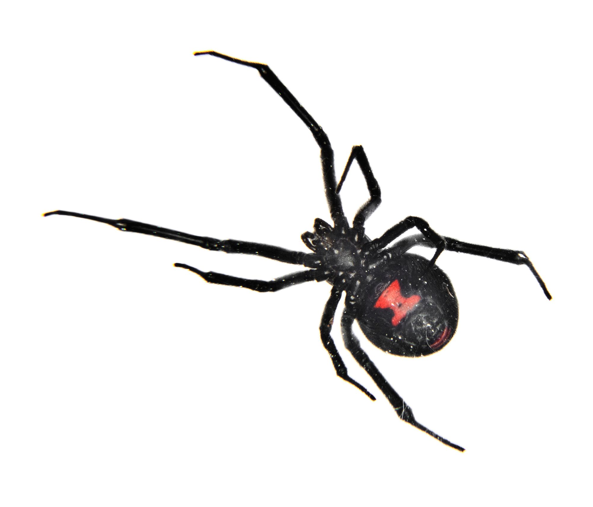 ter-insects-black-widow-spider-article-2